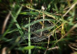 spider webs with water drops